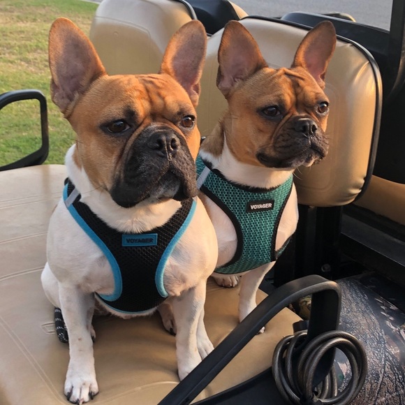 Meet your Posh Ambassador… - Picture 4 of 7